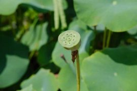 荷花简介，荷花是什么季节开的