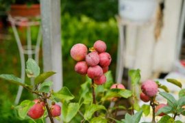 海棠花叶锈怎么办，干叶是怎么回事