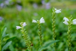 随意草的花语