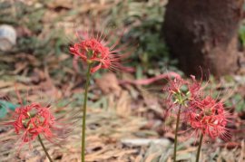 彼岸花花语，彼岸花是什么意思