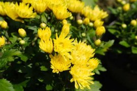 家里养菊花对风水怎么样