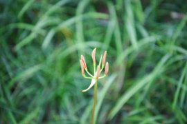 彼岸花喜欢酸性还是碱性，野外挖的彼岸花怎么