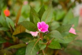 凤仙花花语，花期多长