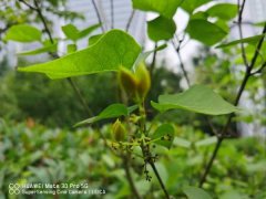 丁香花如何给水，丁香花根部积水怎么办