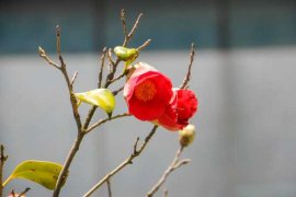 茶花盆栽种植方法