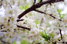 梅花的特点，梅花图片