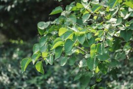 丁香花花期如何养护，什么时候开花