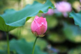 莲花能用莲子种出来吗，如何用莲子种莲花