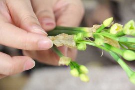 怎么避免水仙花出现“哑花”