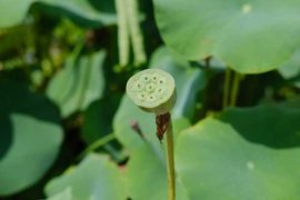 荷花能长出藕吗，荷花的介绍