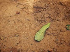 具有修复土壤能力的5种植物