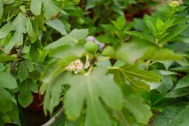 无花果种植条件