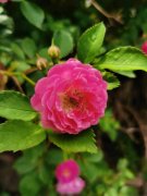 <b>盆栽蔷薇花的养殖方法和注意事项</b>