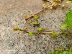 爬山虎是动物还是植物，细丝有什么作用