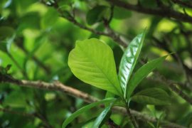 栀子花浇多少水