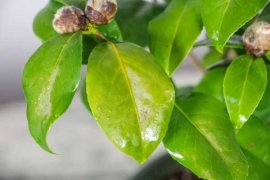 茶花什么时候修剪，茶花修剪时间和方法