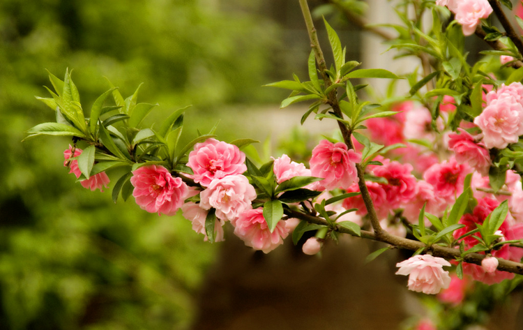 桃花的花语