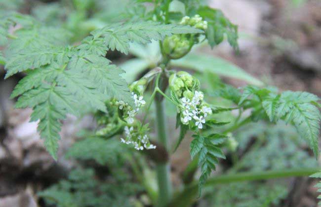 野芹菜