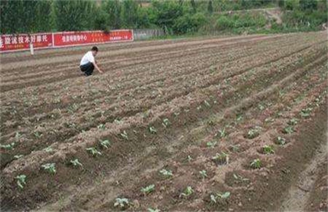 豇豆的种植技术