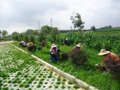 公司绿化养护巡视工作有哪些内容