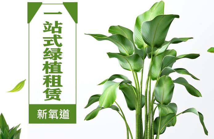 杭州植物租赁哪家好？杭州绿植租摆公司介绍