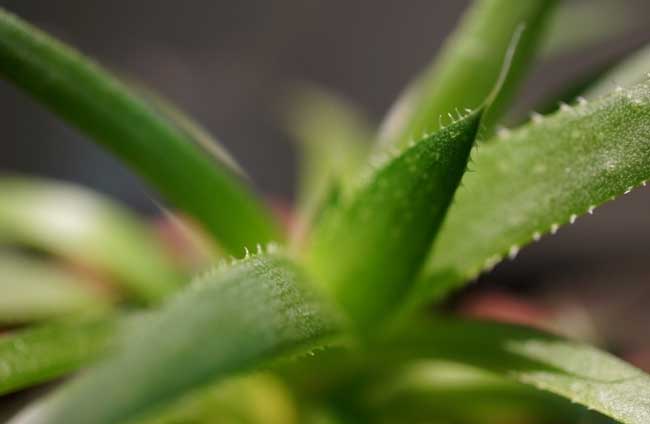 芦荟的种植和管理技术