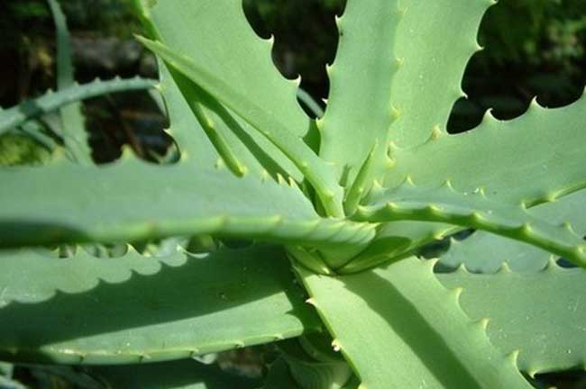 芦荟的种植和管理技术