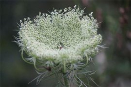 白芷种植技术三个步骤