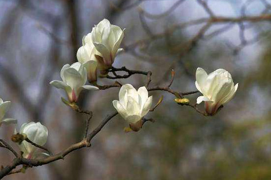 上海的市花是什么