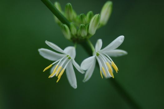 吊兰开花