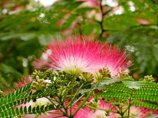 芙蓉树（合欢树）的种植方法（栽培技术）