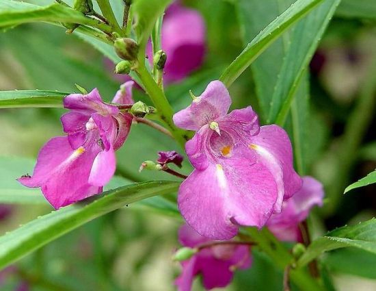 凤仙花花期是什么时候？花期长,花开灿烂无比