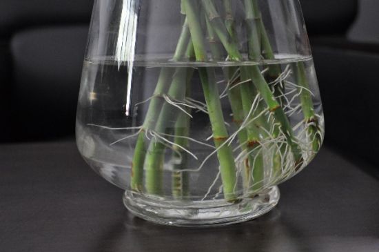 富贵竹怎么水养？平滑的斜切口有利于吸收水分