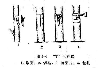 如何进行T形芽接？T形芽接方法步骤