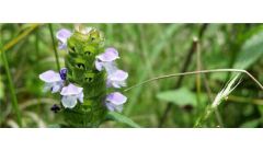 开紫色的小花的草药有哪些？
