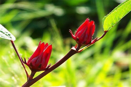 洛神花是什么花？一种茶花/草本植物