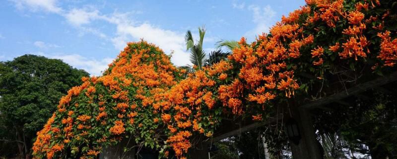 炮仗花几年开花？炮仗花种植一年后开花