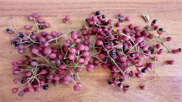 花椒怎么种？花椒种子种植管理技术