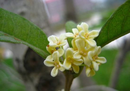 四季桂的花香稍淡