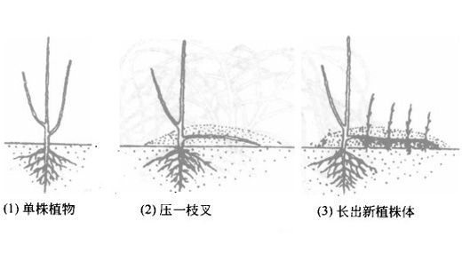 什么叫压条繁殖