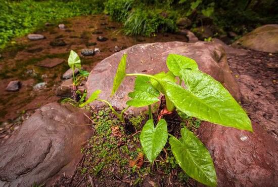 滴水观音怎么移植？滴水观音移植的步骤