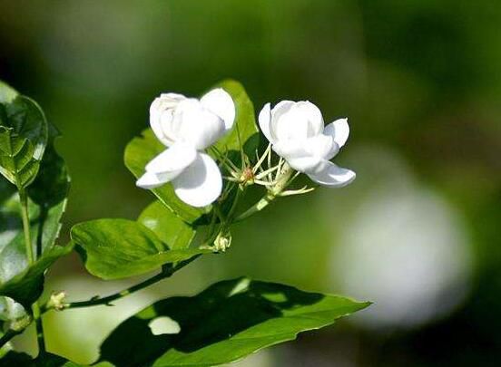 茉莉的4种剪修方法：让茉莉花快速爆盆