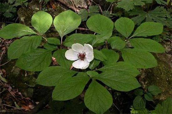 芍药花品种有哪些？盘点十大常见芍药花品种