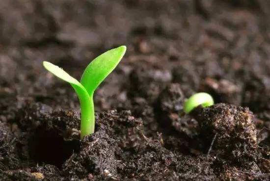 种子催芽方法五种方法：教你种子快速发芽的方