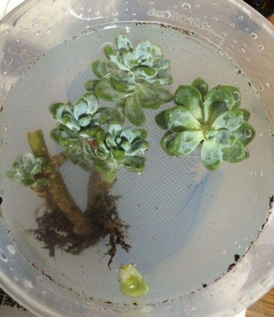 多肉植物急泡多菌灵