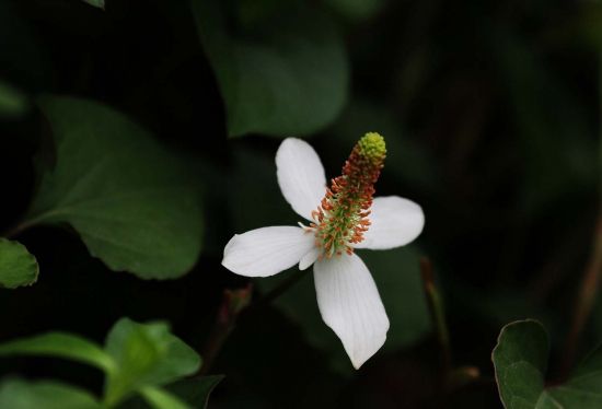 鱼腥草花欣赏图片