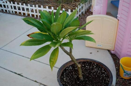 鸡蛋花树北方怎样种植？鸡蛋花树在北方种植的