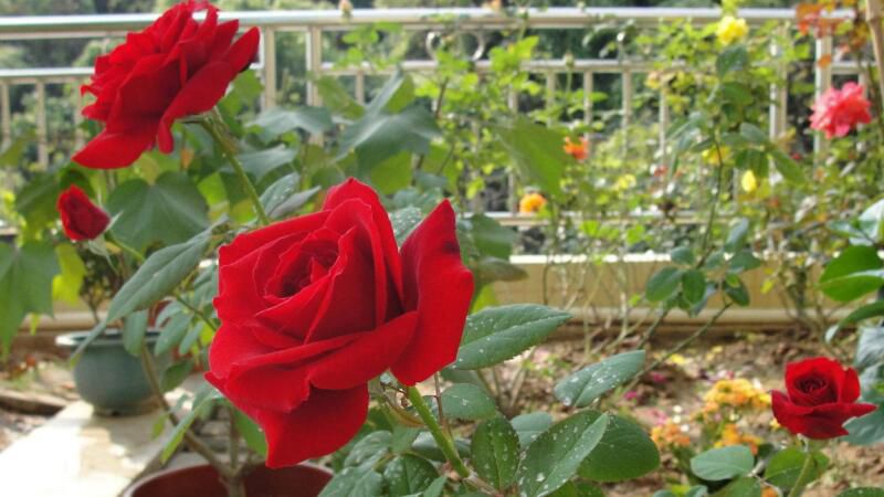 家庭如何养盆栽玫瑰花？