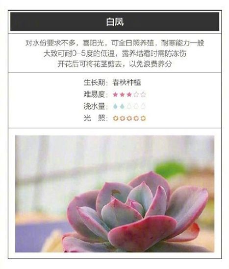 26种超好养的多肉植物（内附种植方法）