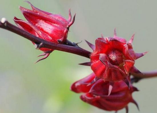 洛神花是什么？洛神花的功效和作用